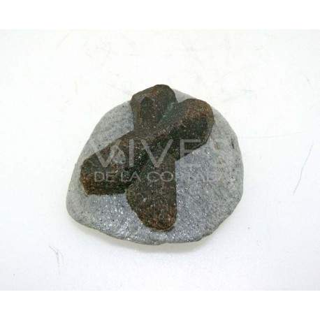 Estaurolite média na matriz