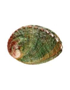 Small Threaded Abalone Shell 2