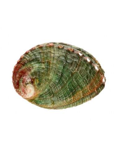 Concha Abalón Roscado Pequeña