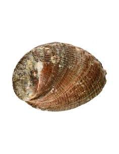 Petite coquille d'ormeau 2