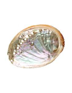 Grande de Shell Abalone...