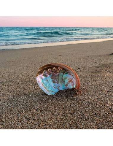 Concha Abalón Pequeña