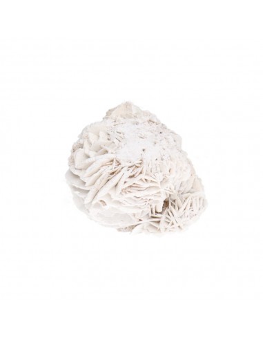 Rose du désert Petit