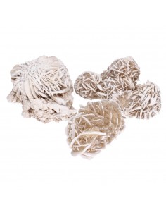 Rosa del Desierto Grande 2