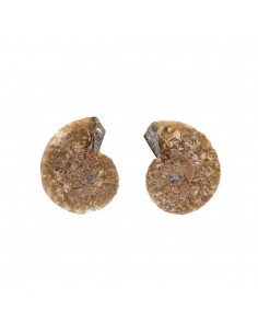 Par de Amonites 2-3cm...