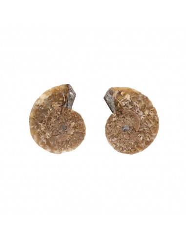 Pareja de Ammonite 2-3cm Calidad B