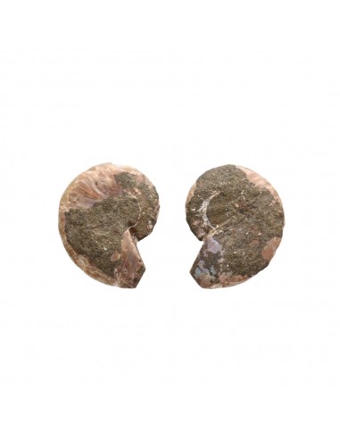 Pair of Ammonite 2-3cm Quality B
