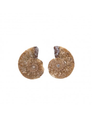 Pair of Ammonite 2-3cm Quality B