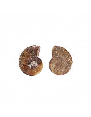 Paire d'ammonites 2-3cm Qualité B