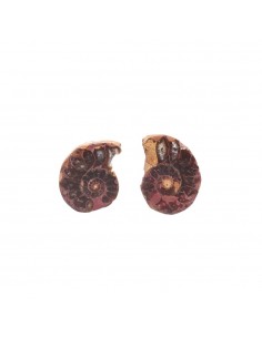 Paire d'ammonites 2-3cm