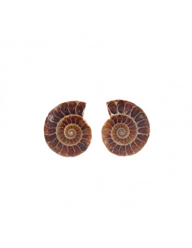 Paire d'ammonites 2-3cm