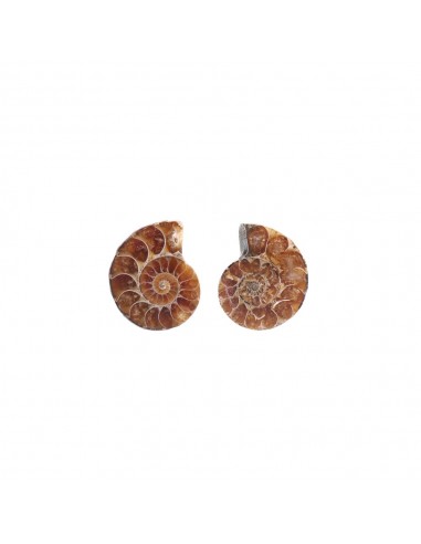 Pareja de Ammonite 2-3cm