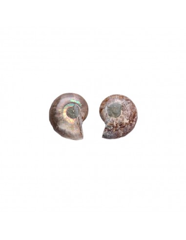 Pareja de Ammonite 2-3cm