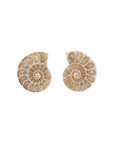 Paire d'ammonites 3-4cm