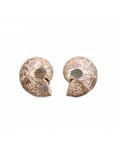 Pair of Ammonite 3-4cm 2