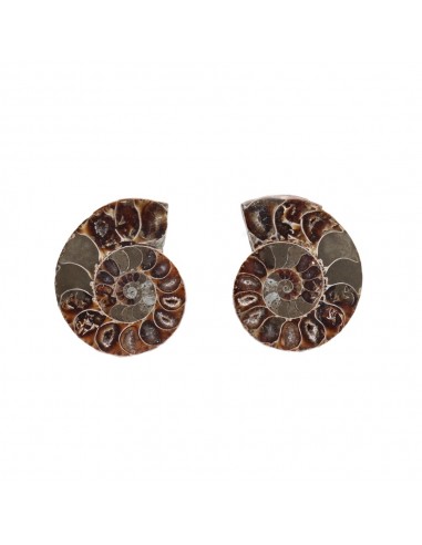 Pair of Ammonite 3-4cm