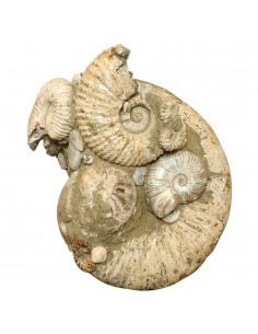 Giant Ammonite Madagascar AMG1
