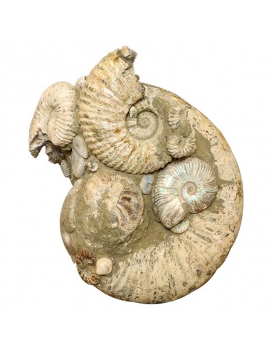 Ammonite Madagascar Gigante AMG1