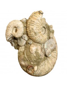 Ammonite Madagascar Gigante... 2