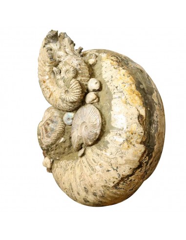 Ammonite Madagascar Gigante AMG1