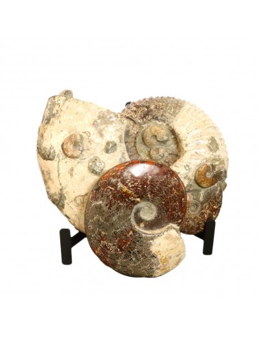 Ammonite Madagascar Gigante AMG1