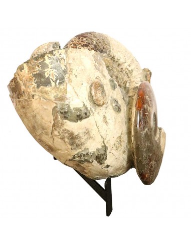 Ammonite Madagascar Gigante AMG1