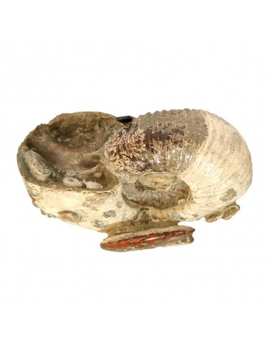 Ammonite Madagascar Gigante AMG1