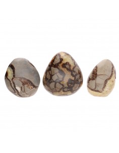 Septaria formes polies