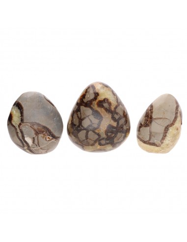 Septaria Polished Forms