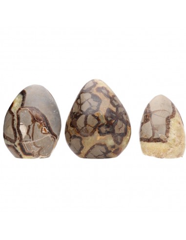 Septaria Polished Forms