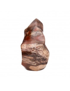 Xylophallus PX2 forma polida 2