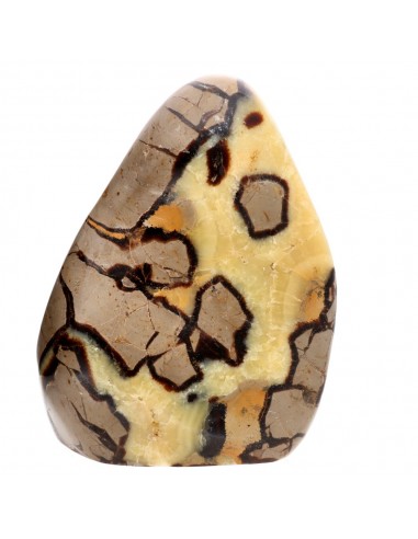 Polished form of Septaria (N)