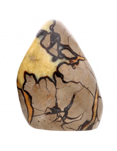 Polished form of Septaria (N)