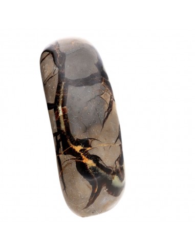 Septaria forma polida (M)