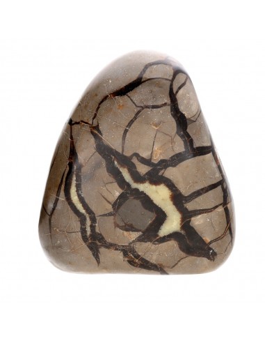 Septaria forme polie (M)