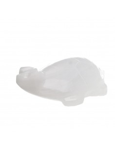 Família da tartaruga...