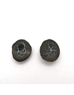 Septaria Casal pequeno